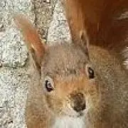 きゃらめるの画像