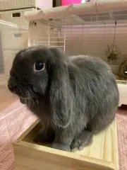 ぴてかんとろぷす