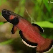 ゴリキング