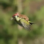 やざわ