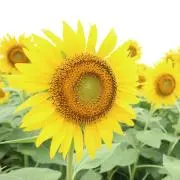 lilindaの画像