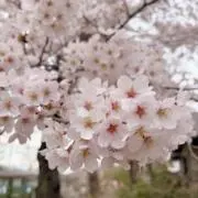 SAKURAの画像
