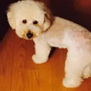 myumyu