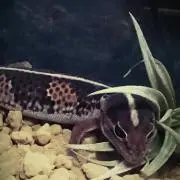さんた