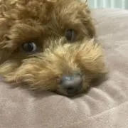 Roytarouの画像