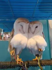 麻間の画像