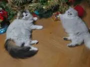モカ ※ハク※のん※プロフ必読の画像