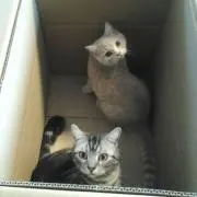 どらねこまるの画像