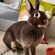 ユキの画像