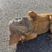かなの画像
