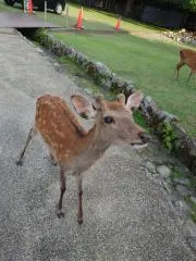 椛の画像