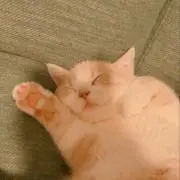 ももの画像
