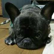 犀吉