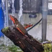 たなご