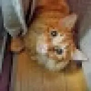 ちゃむ