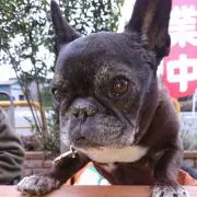 鐵馬