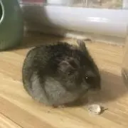 じゃんすの画像