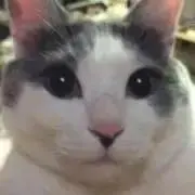 Chobiの画像