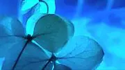 碧の森の画像