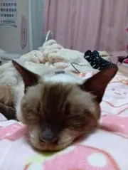 シャムの画像