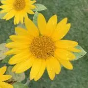 AS⭐︎の画像