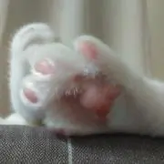 しろさばの画像
