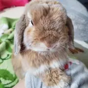 ライト