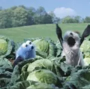 ココピの画像