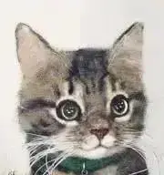 どら猫の画像
