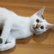 KAMOの画像