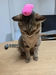 めーにゃの画像