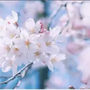 Lisaの画像