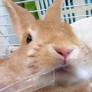 mocoの画像
