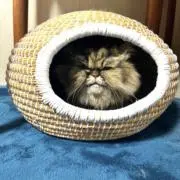 ムーチーの画像