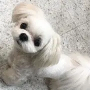 凛