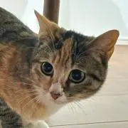 まるちゃんの画像