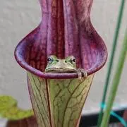食虫植物栽培家の画像