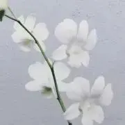 梢の画像