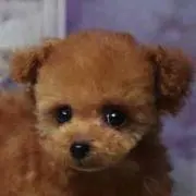 いぬ