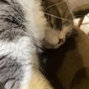 あいの画像