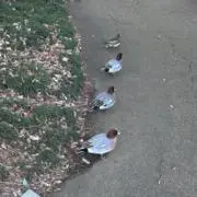 aの画像