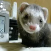 ぴーちゃんの画像