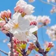菜々の画像