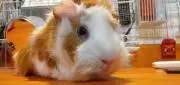 まめしろぱん