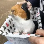 ぶちの画像