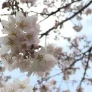 あちゅ