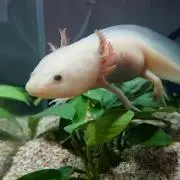 くまのすけ