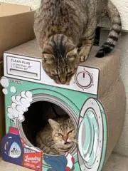 Katatの画像