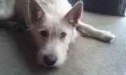 にゃんすの画像