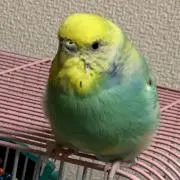 ひろ
